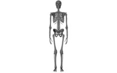 Skeleton Free 3D Model