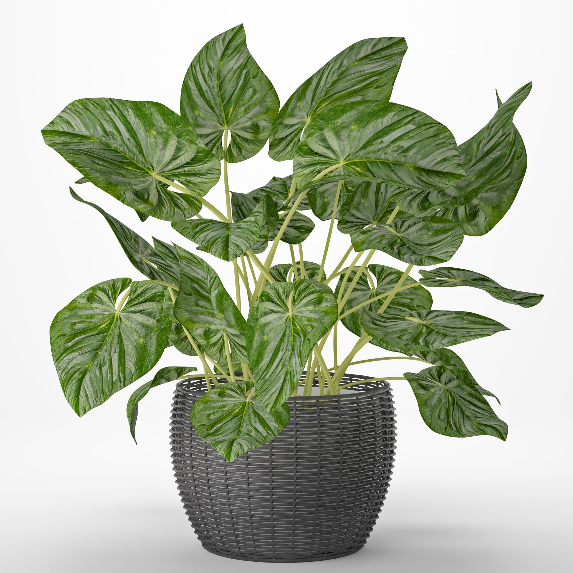Plant 3 forms. Плант 3д. Комнатные растения 3 д модель. Модель комнатного растения. Растения 3д.