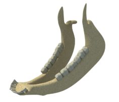 3D Animal Jaw 3D Model