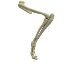 Animal Leg Skeleton 3D Model