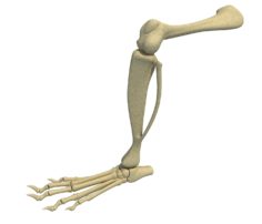 Animal Leg Skeleton 3D Model