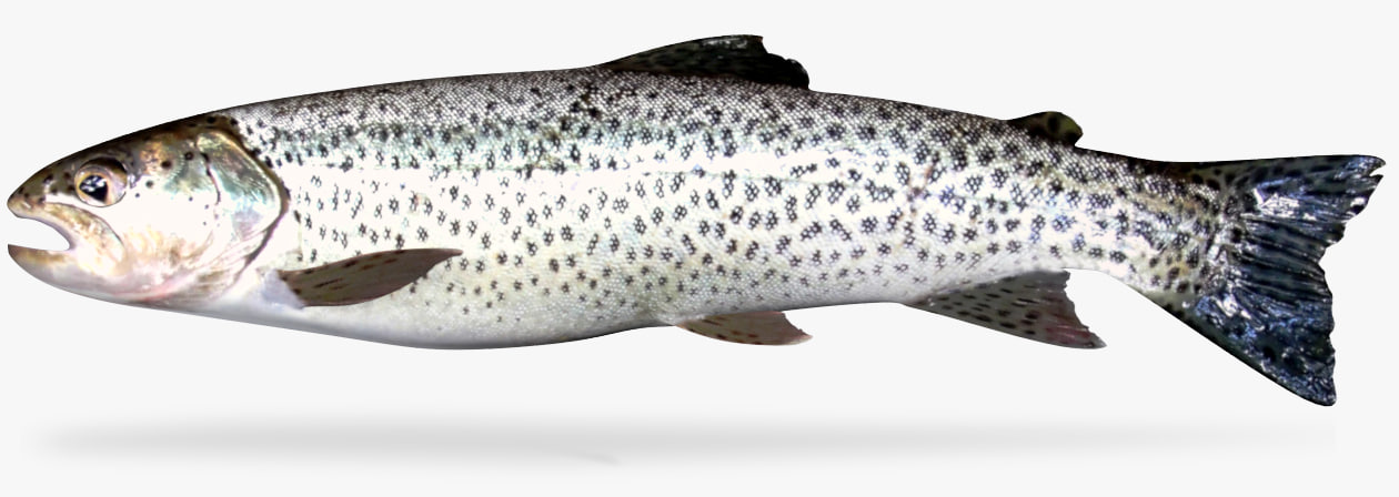 Coastal cutthroat trout 3D Model