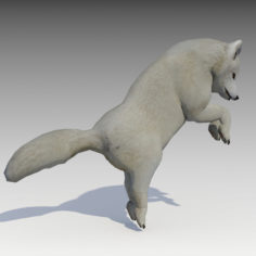 3D Artic Fox 3D Model