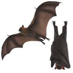 Fruit Bat – 2 Poses – Flying and Hanging 3D Model