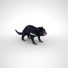3D Tasmanian devil Low Poly 3D Model