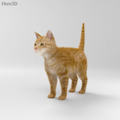 Domestic Ginger Cat HD 3D Model