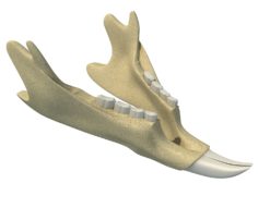 3D Animal jaw V6 3D Model