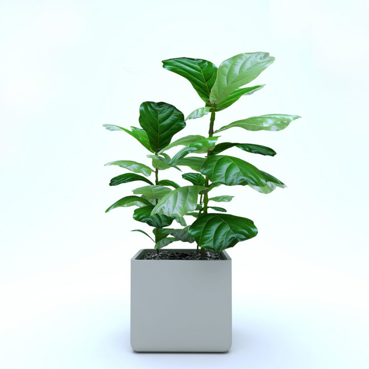 Ficus Lyrata Trees 3D Model