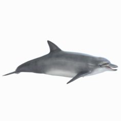 Dolphin 3D model 3D Model