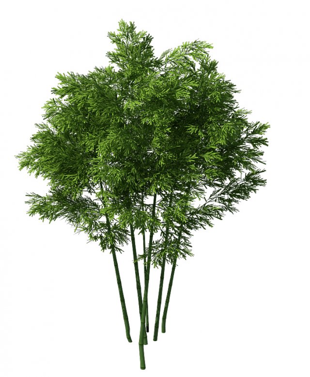 Plant – Bamboo 034 3D Model