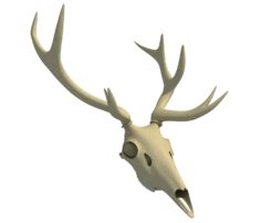 Deer Skull 3D Model