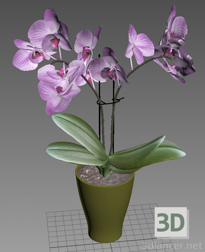 3D-Model 
Orchid 3d model