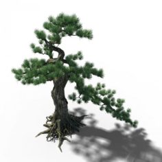 Trees – Huanglongshan Pine 02 3D Model