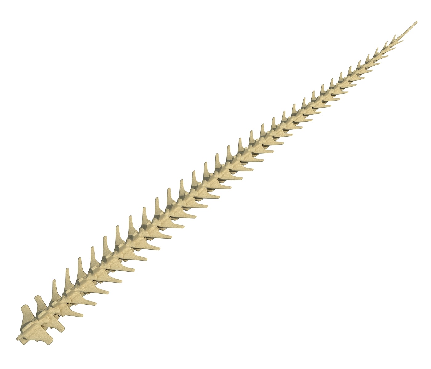Animal Tail Skeleton 3D Model