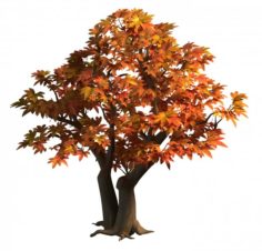 Game Model – Maple 015 3D Model