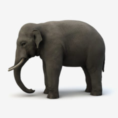 Asian Elephant(Rigged) 3D Model