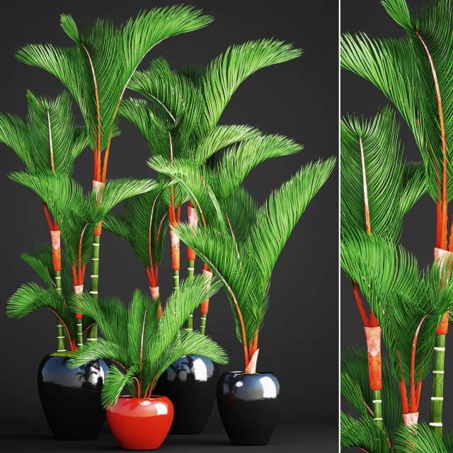 Cyrtostachys renda palm set 3D Model