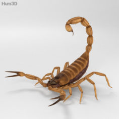 Scorpion HD 3D Model