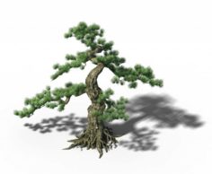 Trees – Huanglongshan Pine 01 3D Model