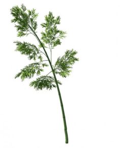 Plant – Bamboo 035 3D Model