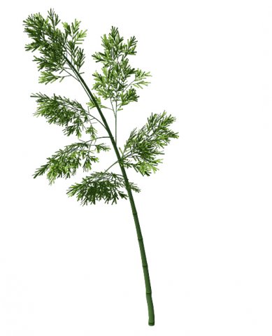 Plant – Bamboo 035 3D Model