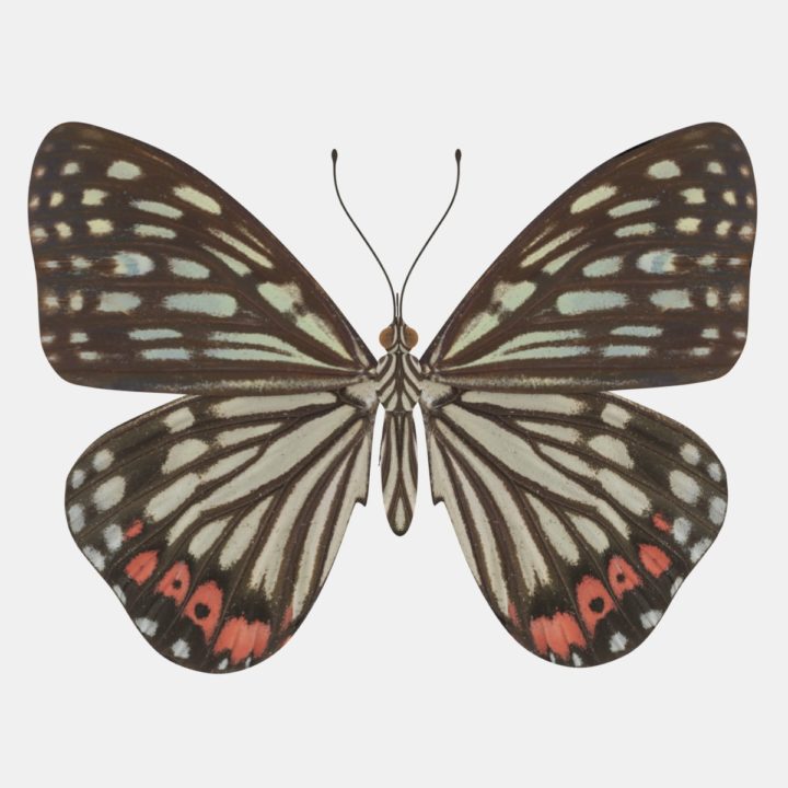 butterfly 3D Model