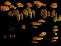 Virgin forest – yellow fungus 01 3D Model
