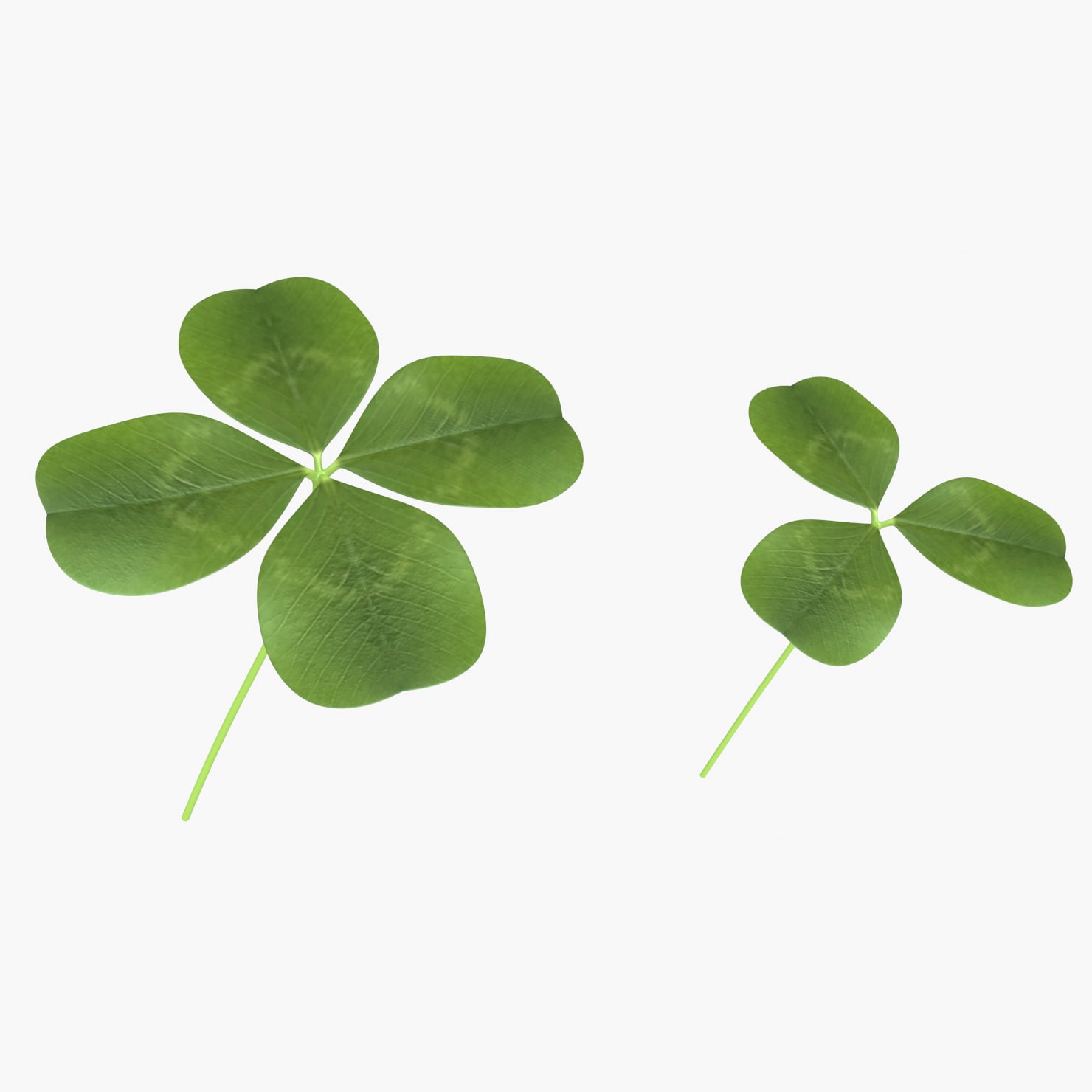 Four and Three Leaf Clover / Shamrock 3D Model