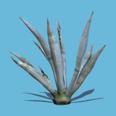 Agave Plant 3D Model