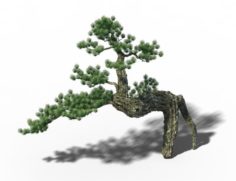Big Tree – White Chishan – Pine 03 3D Model