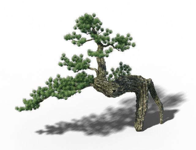 Big Tree – White Chishan – Pine 03 3D Model