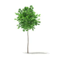 Ginkgo Tree (Ginkgo biloba) 1.8m 3D Model