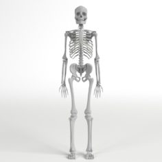 Anatomy – Complete Human Skeleton model 3D Model