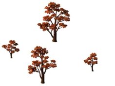 Large maple 61 3D Model