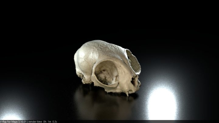 3D Cat Skull 3D Scan 3D Model