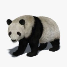 3D Giant Panda (Fur) Rigged 3D Model