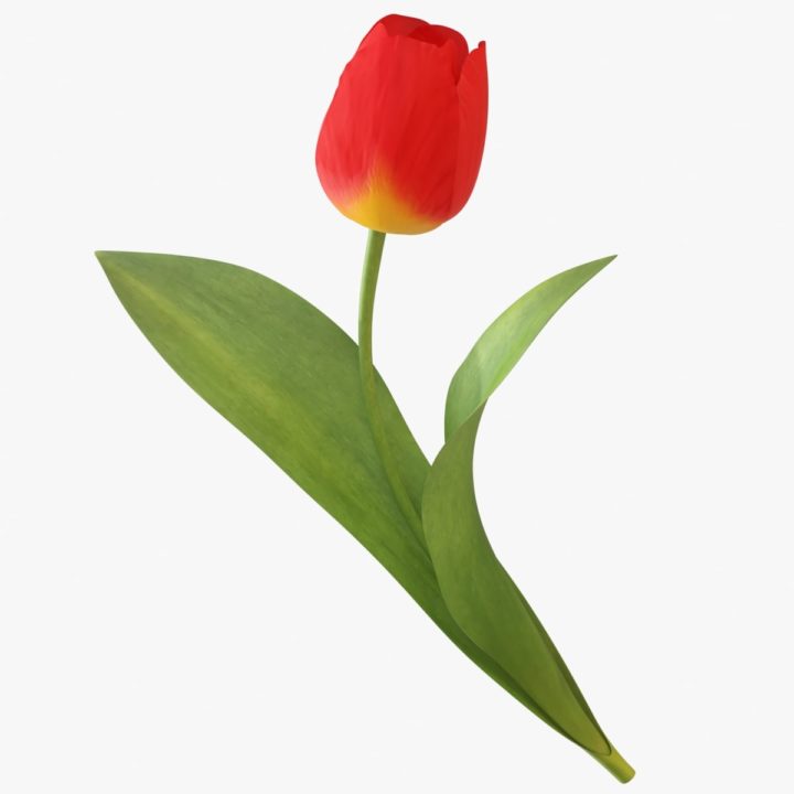 Tulip 01 3D Model