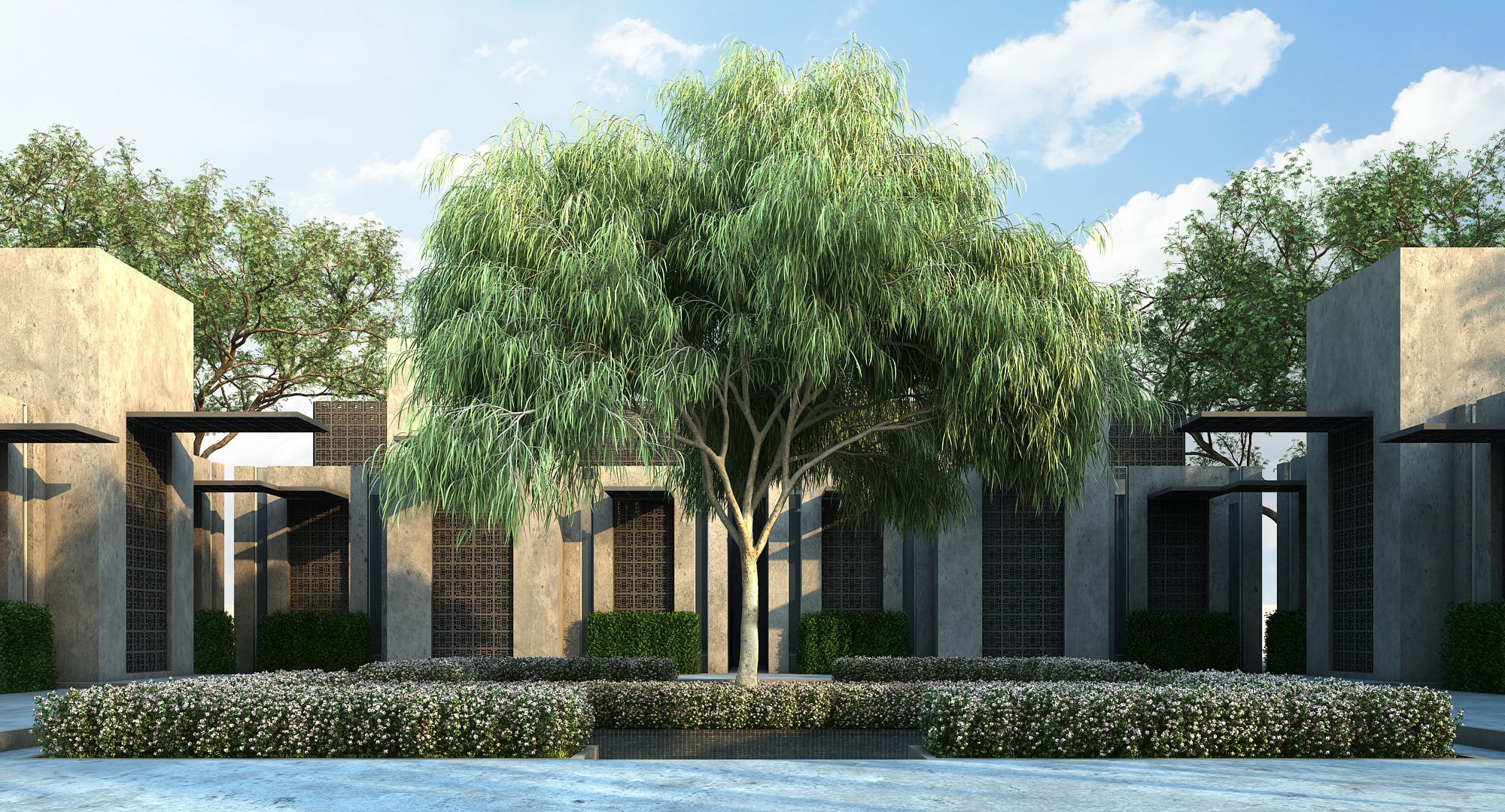 3D australian willow 3D Model