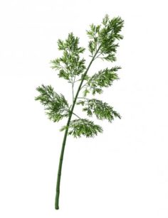 Plant – Bamboo 036 3D Model