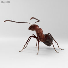 Ant HD 3D Model