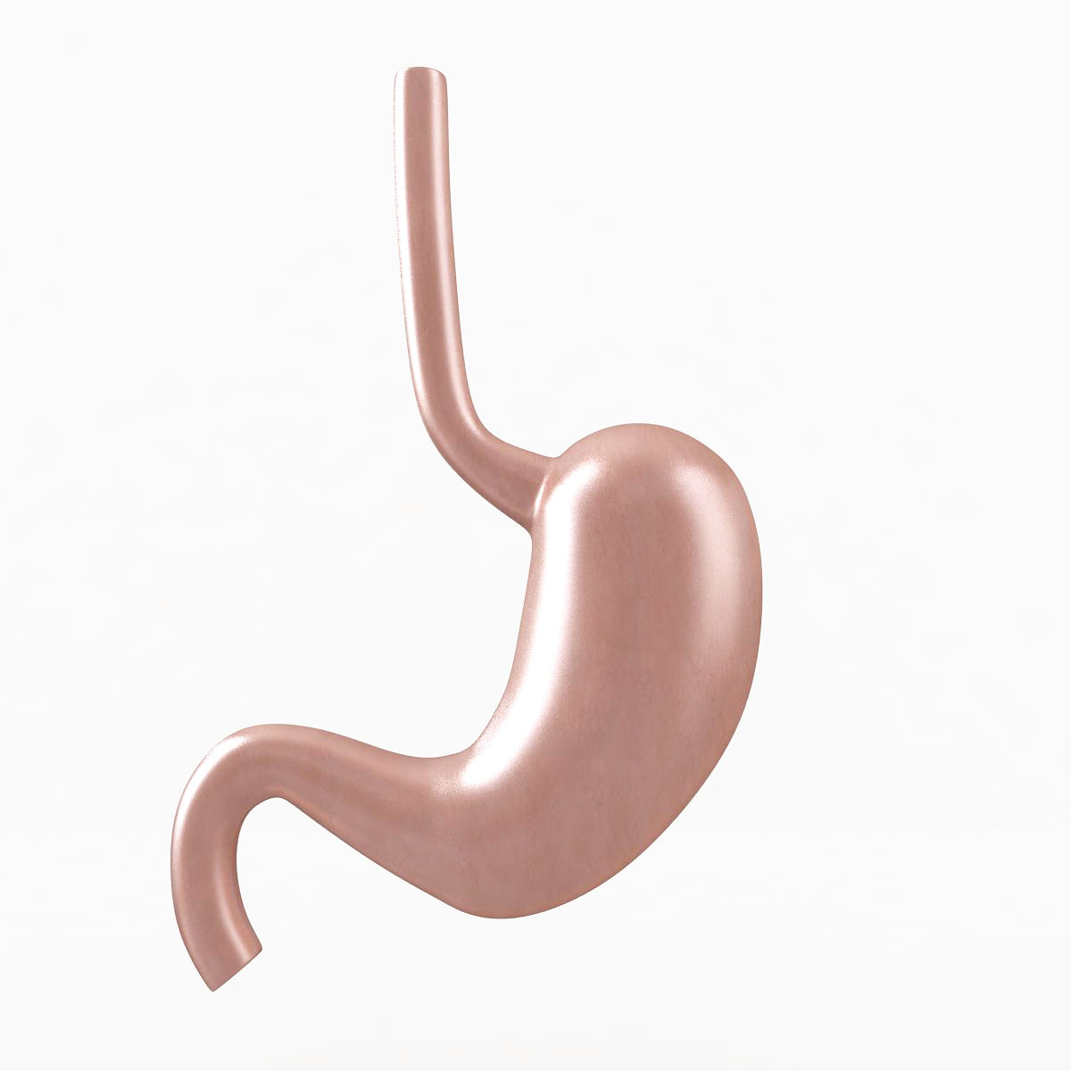 Stomach 3D Model