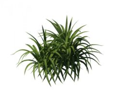 Plant – flowers 32 3D Model