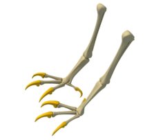 Bald Eagle Claws Skeleton 3D Model