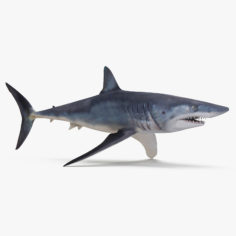 3D model Mako Shark 3D Model