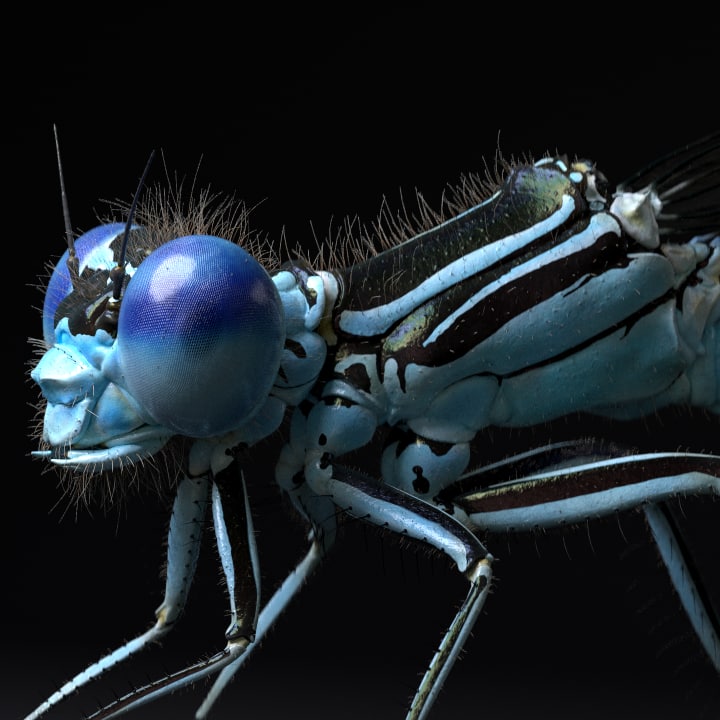 Dragonfly for Cinema 4d 3D Model