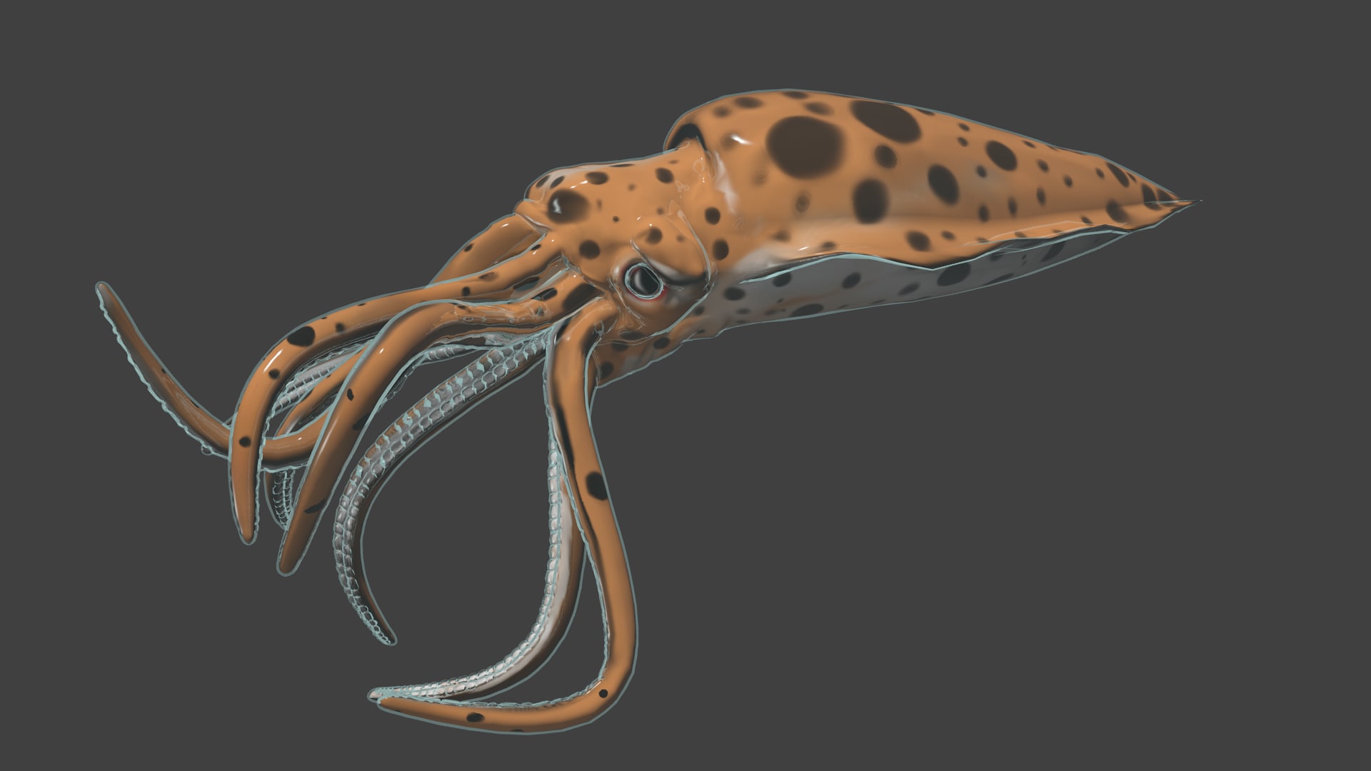 Cuttlefish 3D Model