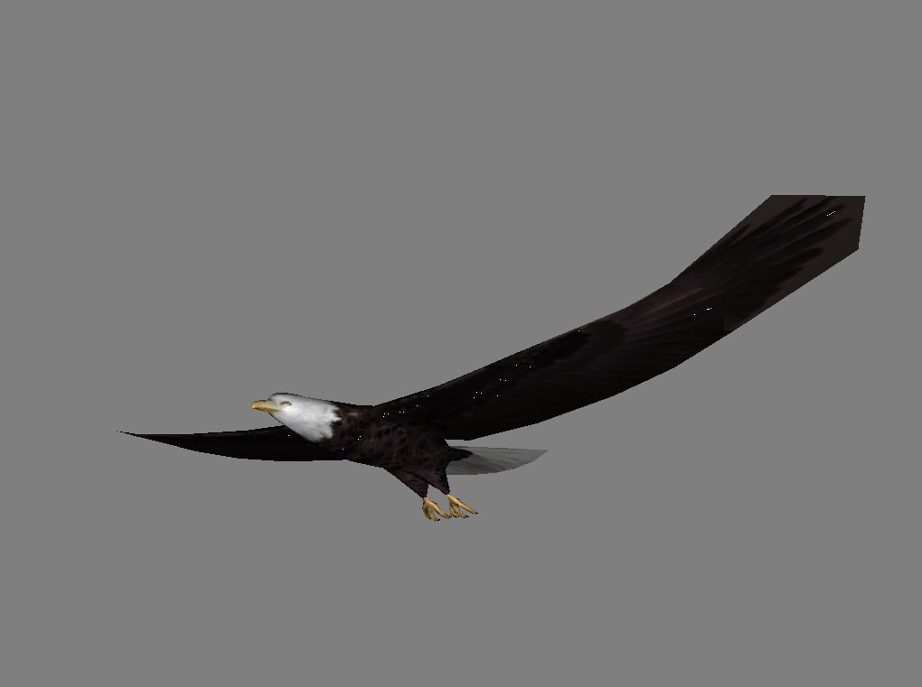 Eagle 3D Model