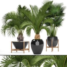 Collection palms 3D Model