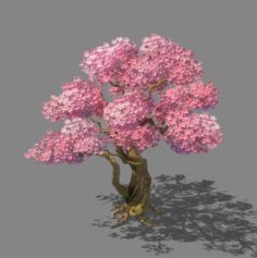 Birch 62 3D Model