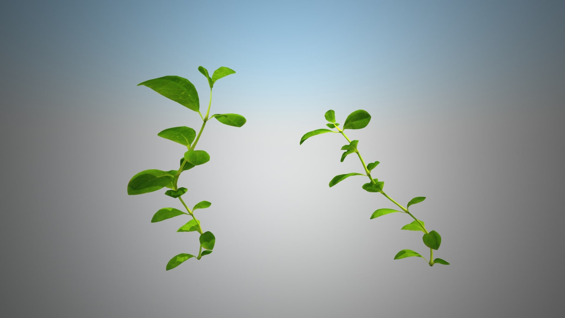 Decorative grass KNOTWEED 3D model 3D Model